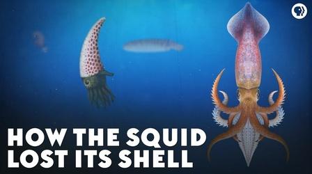 Video thumbnail: Eons How the Squid Lost Its Shell