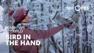 Bird in the Hand