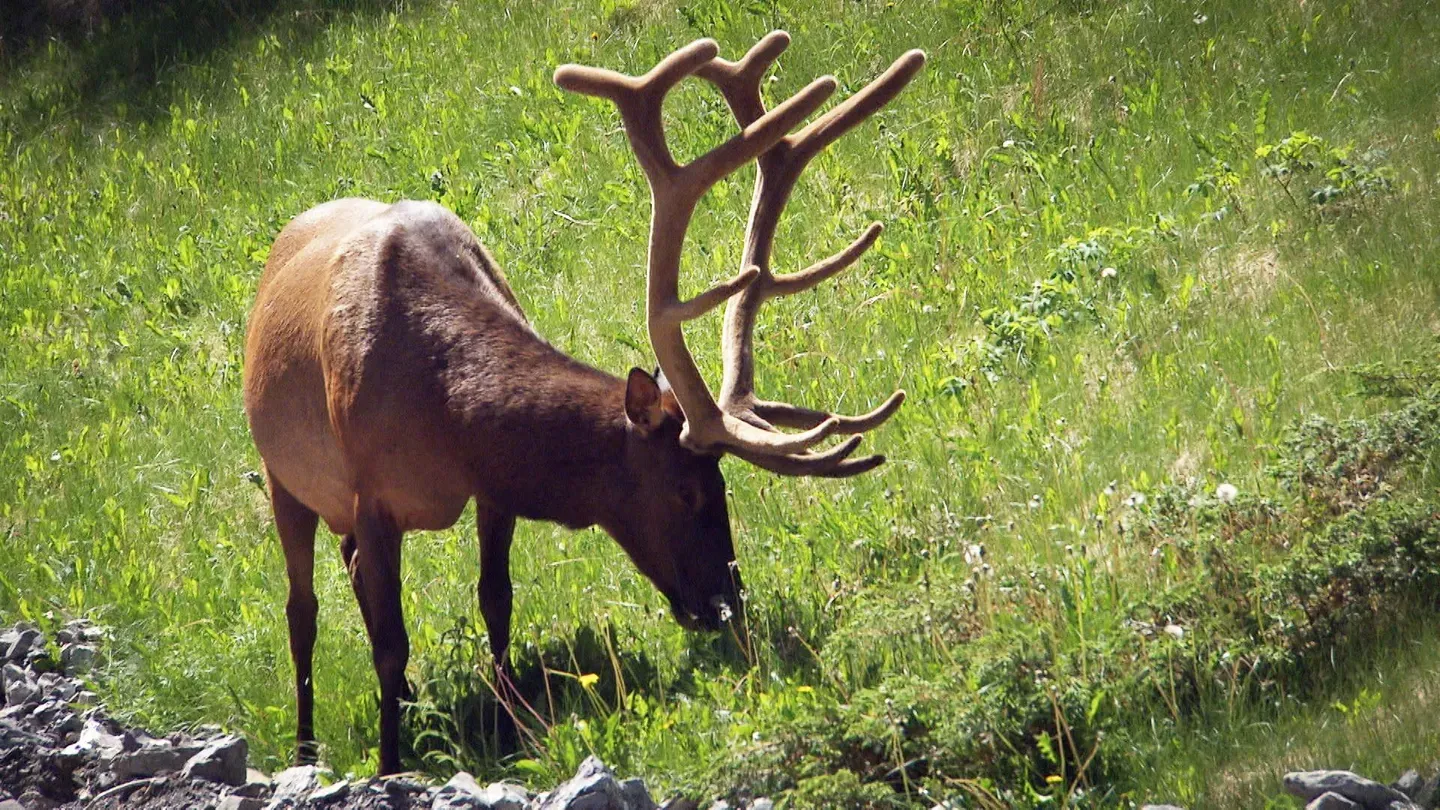 Forest Animals