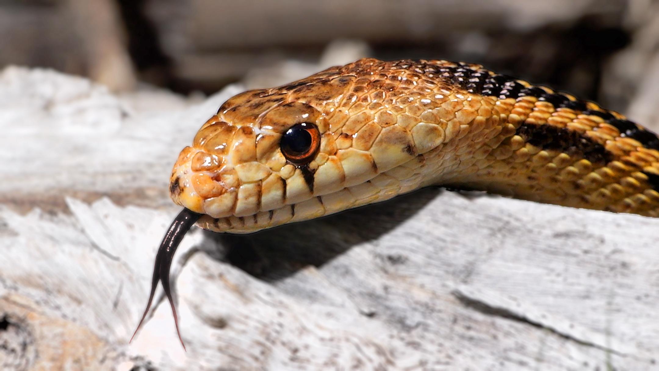 Deep Look, Why Do Snakes Have Forked Tongues?, Season 10, Episode 6