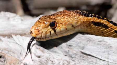 Video thumbnail: Deep Look Why Do Snakes Have Forked Tongues?