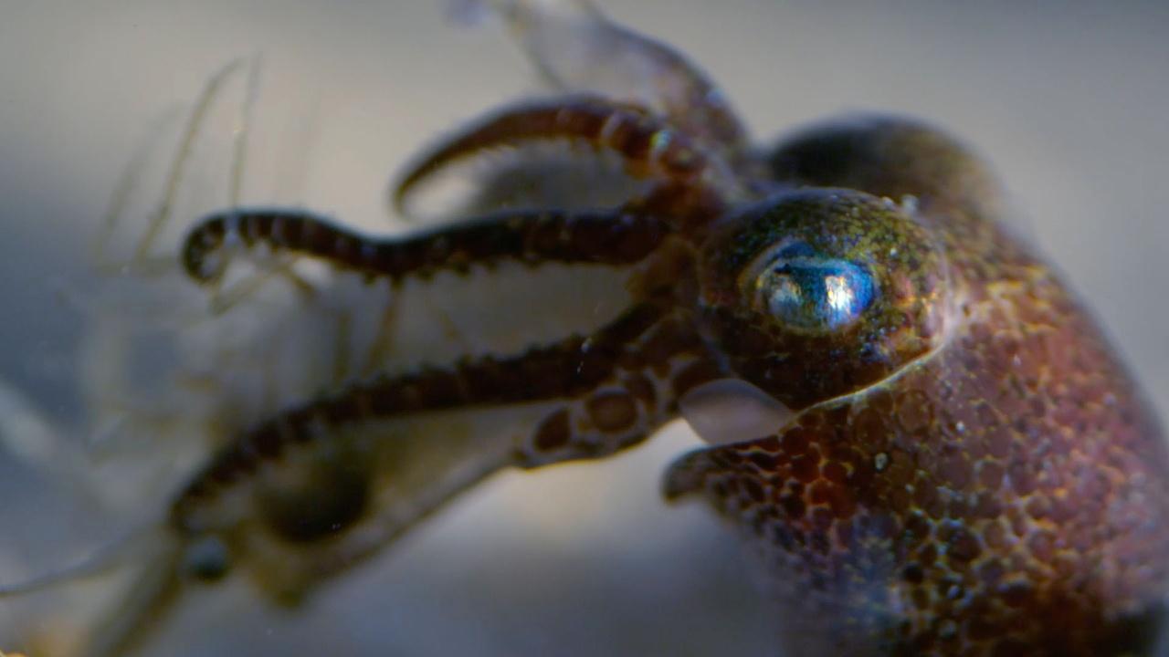 Nature | Baby Cephalopods' First Moments