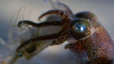 Baby Cephalopods' First Moments