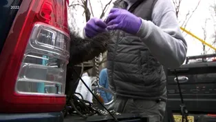 Bear hunt resumes as animal rights advocates take new tact