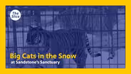 Big Cats in the Snow