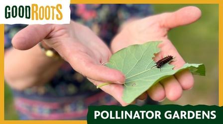 Video thumbnail: Arkansas Week Good Roots: Pollinator Gardens