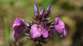 Video thumbnail: Virginia Home Grown Choosing Plants for a Pollinator Garden