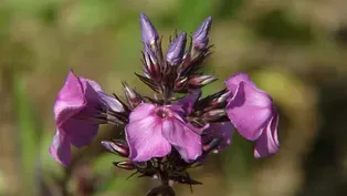Choosing Plants for a Pollinator Garden