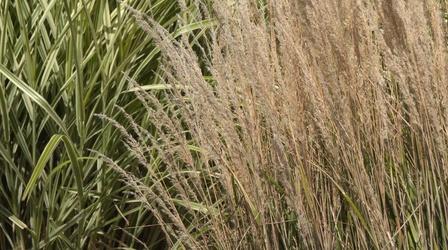 Video thumbnail: Backyard Farmer Backyard Farmer: Rodent Control and Ornamental Grasses