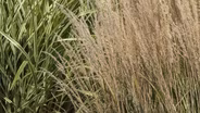 Backyard Farmer: Rodent Control and Ornamental Grasses