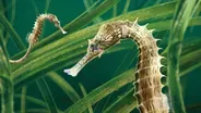 How Plate Tectonics Gave Us Seahorses