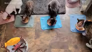 Cats at high risk as bird flu cases rise