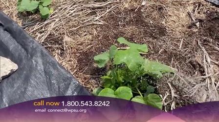 Video thumbnail: Conversations Live Get Your Garden On June 2021