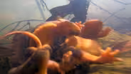 Newt Balls