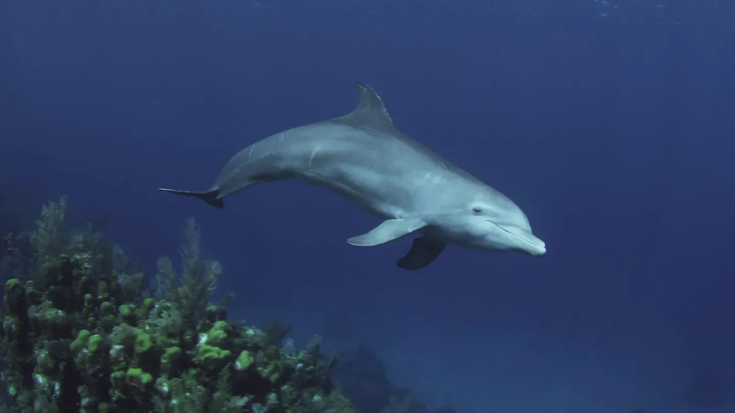 Dolphins: Spy in the Pod | Part 1