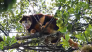 Studying Tree Kangaroos