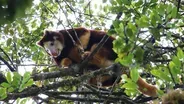 Studying Tree Kangaroos