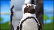 Penguins