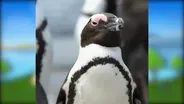 Penguins