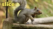 Backyard Atmosphere - Sights and Sounds of Wildlife!