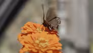 Author bell hooks, Butterfly Greenhouse, and More