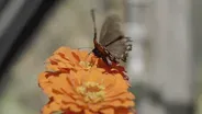 Author bell hooks, Butterfly Greenhouse, and More