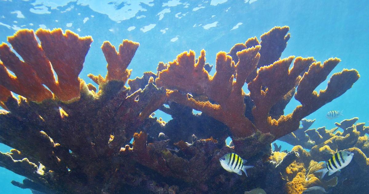 Overview | How To Stop Your Poop From Killing Corals | Season 1 | Episode 14