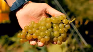 French Magnolia Cooks: Grape