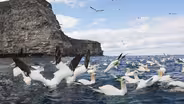 Gannets Diving for Fish