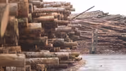Can Oregon's timber Industry make a comeback?