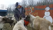 Rooftop Landing Reindeer Farm