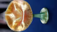Appraisal: Quezal “Jack in the Pulpit” Vase, ca. 1900