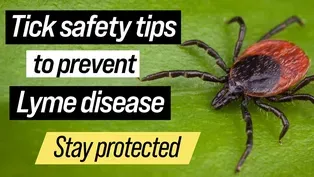 Tick Protection & Lyme Disease Prevention