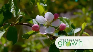 Apples in Bloom preview
