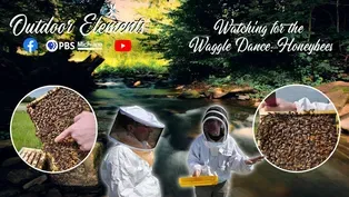 Watching for the Waggle Dance: Honeybees