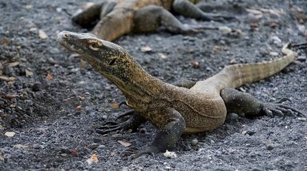 Video thumbnail: PBS NewsHour Why large numbers of reptile species are facing extinction