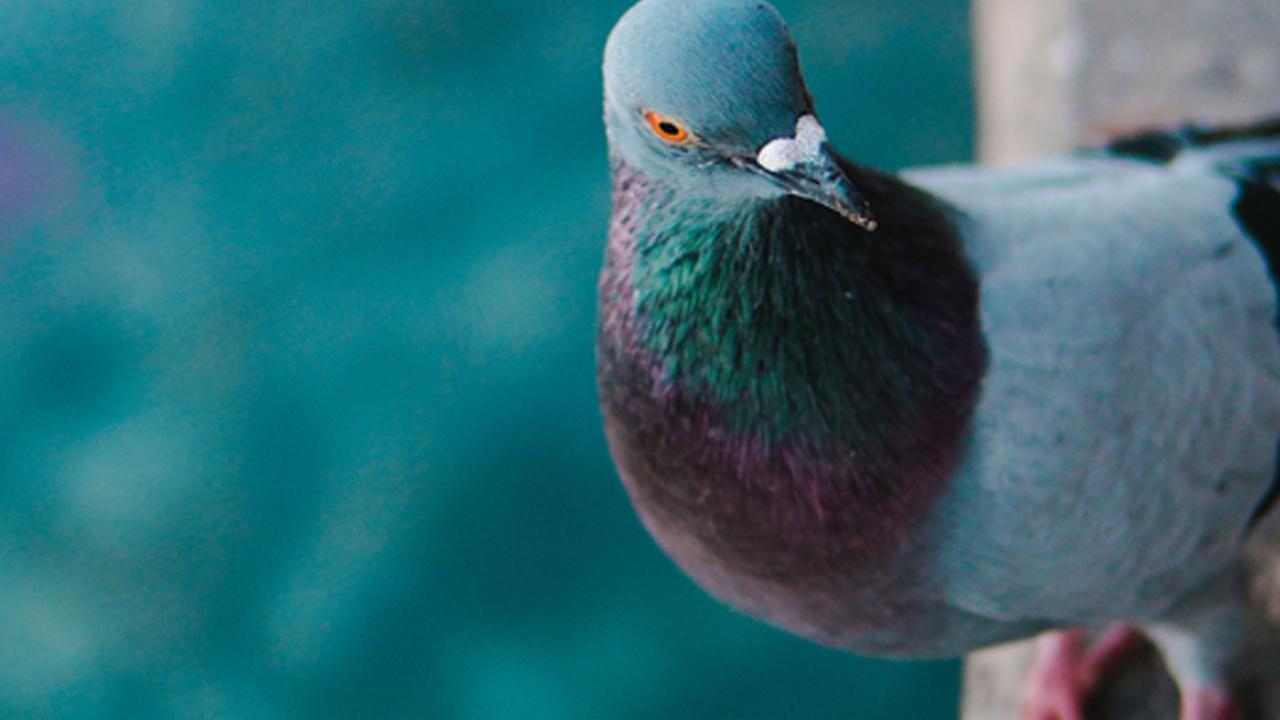 Nature | Celebrate Urban Birds Crash Course - Spanish