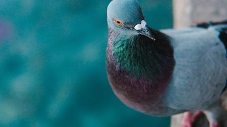 Video thumbnail: Nature Celebrate Urban Birds Crash Course - Spanish