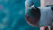Celebrate Urban Birds Crash Course - Spanish
