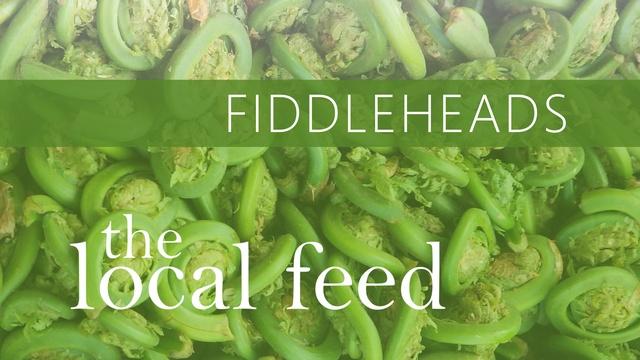 The Local Feed: Fiddleheads