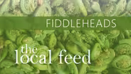 Fiddleheads | Schoharie Valley Farms