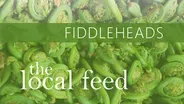 Fiddleheads | Schoharie Valley Farms