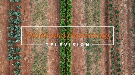 Video thumbnail: Oklahoma Gardening Oklahoma Gardening April 27, 2024