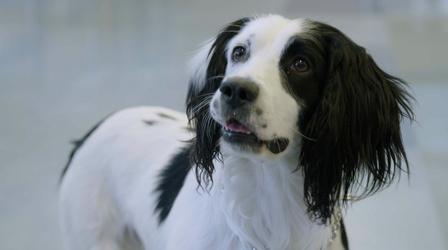 Video thumbnail: Student Spotlight CCSD Police K9 Officer Oreo Loves Hugs and Finding Drugs
