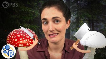 Video thumbnail: Reactions Which of These Mushrooms Could Kill You?