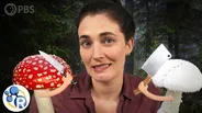 Which of These Mushrooms Could Kill You?