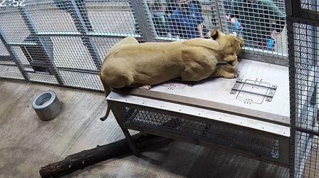 Video thumbnail: Chicago Tonight Lincoln Park Zoo Lion Expecting Cub
