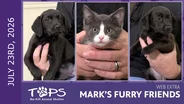 7/23/2026 | Bowie, Zira and Sarabi | Mark's Furry Friends Extra