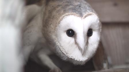 Video thumbnail: Nature The Orphan Owl | Backyard Nature