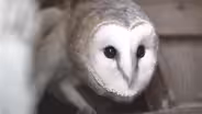 The Orphan Owl | Backyard Nature